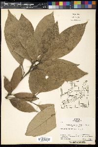 Lithocarpus glaber image