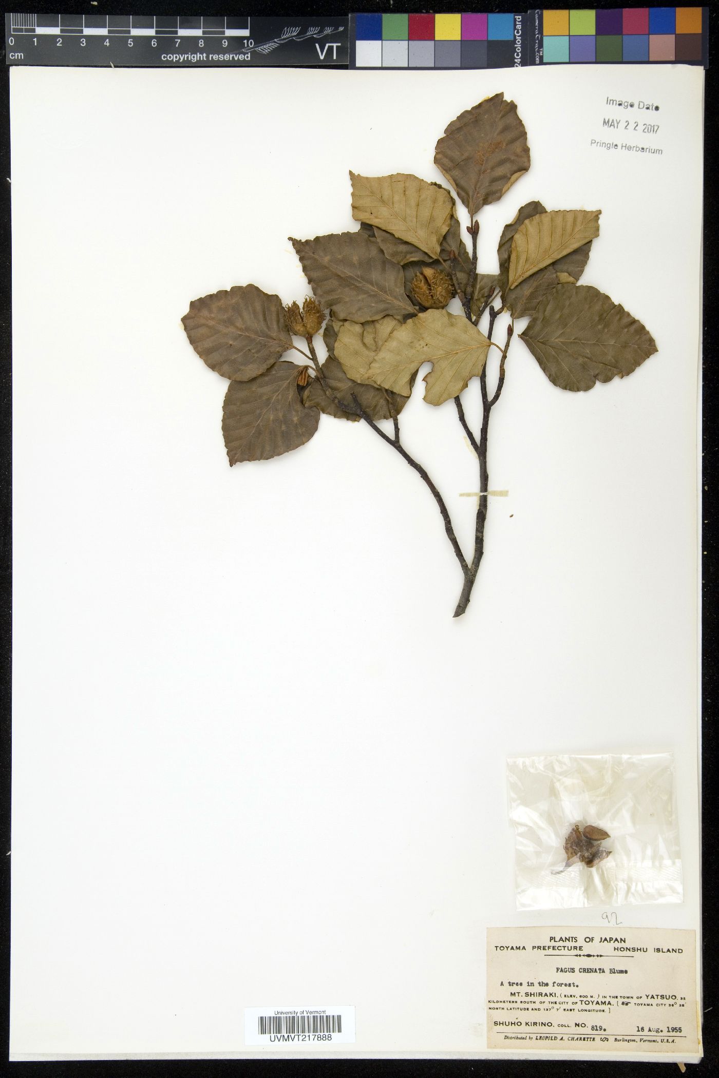 Fagus crenata image
