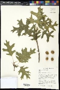 Quercus coccinea image