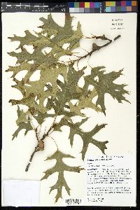 Quercus ellipsoidalis image