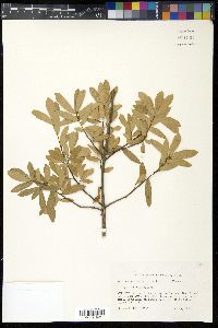 Quercus hemisphaerica image