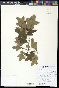 Quercus ilicifolia image