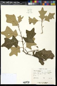 Quercus ilicifolia image