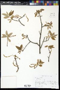 Quercus incana image