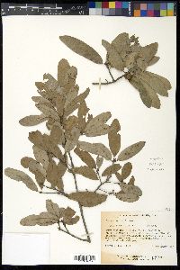 Quercus incana image