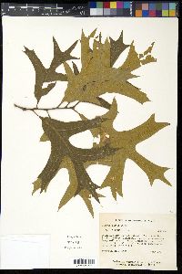 Quercus laevis image