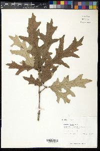 Quercus lyrata image