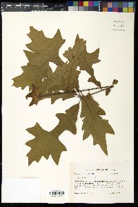 Quercus lyrata image