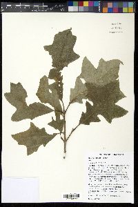 Quercus lyrata image