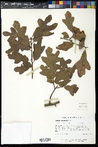 Quercus margaretta image