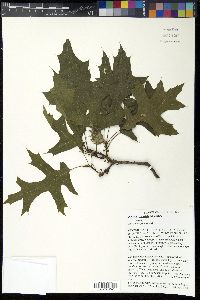 Quercus palustris image