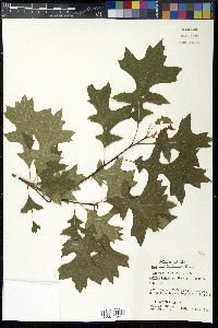 Quercus palustris image