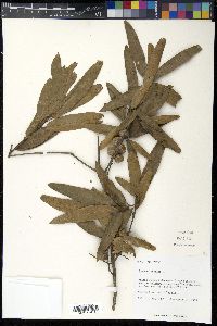 Quercus phellos image