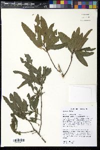 Quercus phellos image