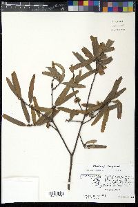 Quercus phellos image