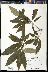 Quercus prinodes image