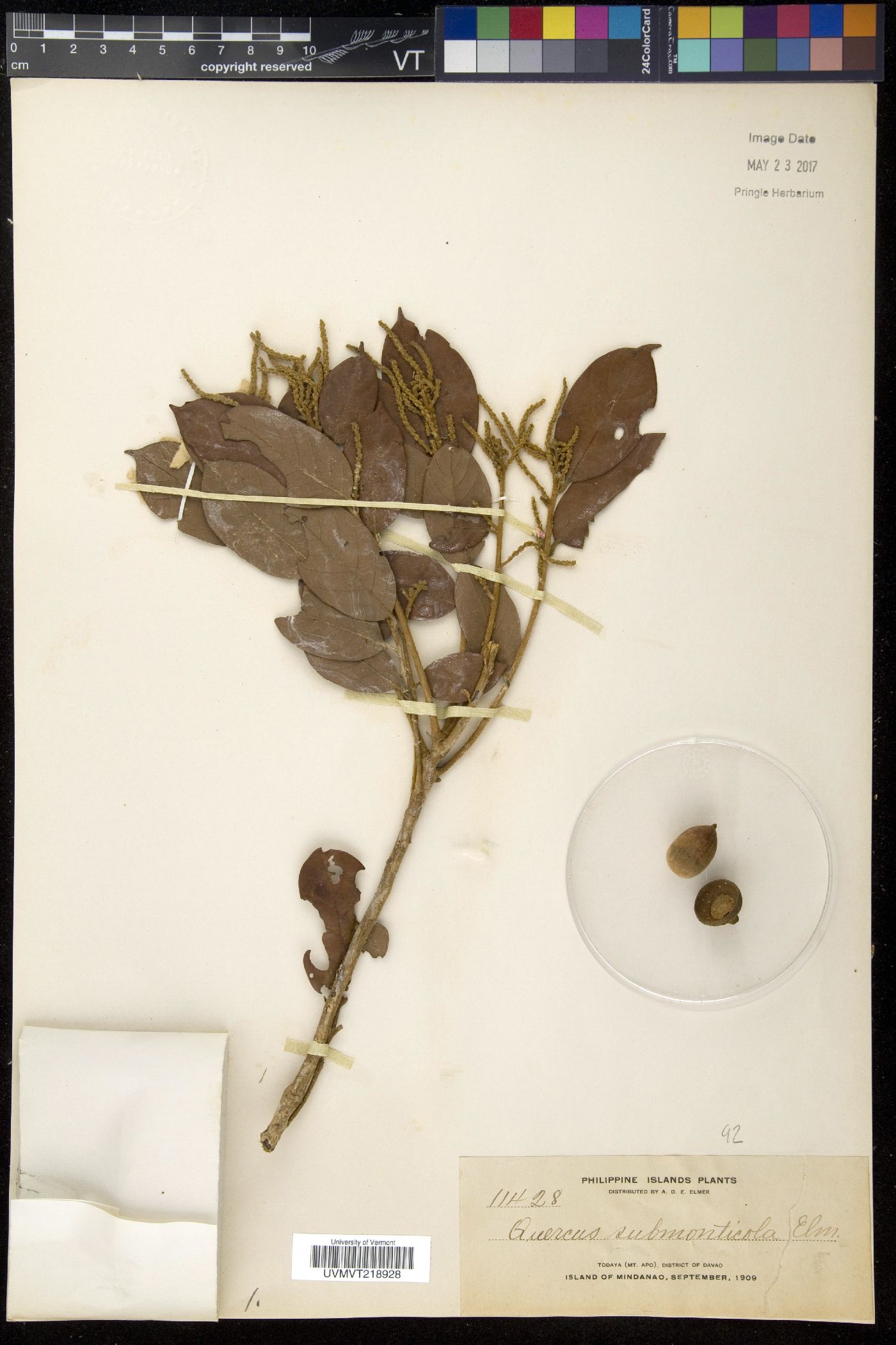 Lithocarpus submonticola image