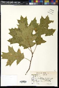 Quercus coccinea image