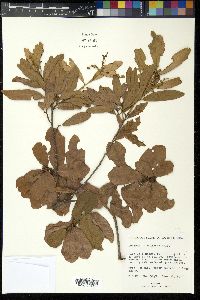 Quercus virginiana image