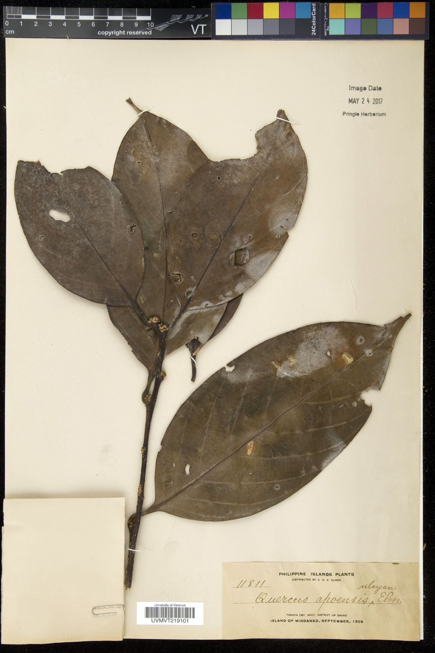 Lithocarpus apoensis image