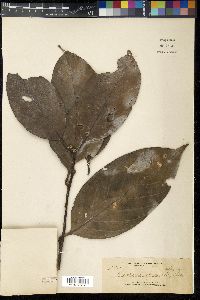 Lithocarpus apoensis image