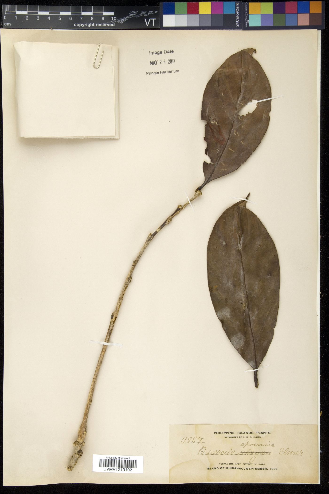 Lithocarpus apoensis image