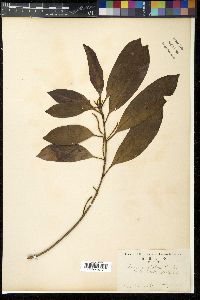 Image of Quercus glabra