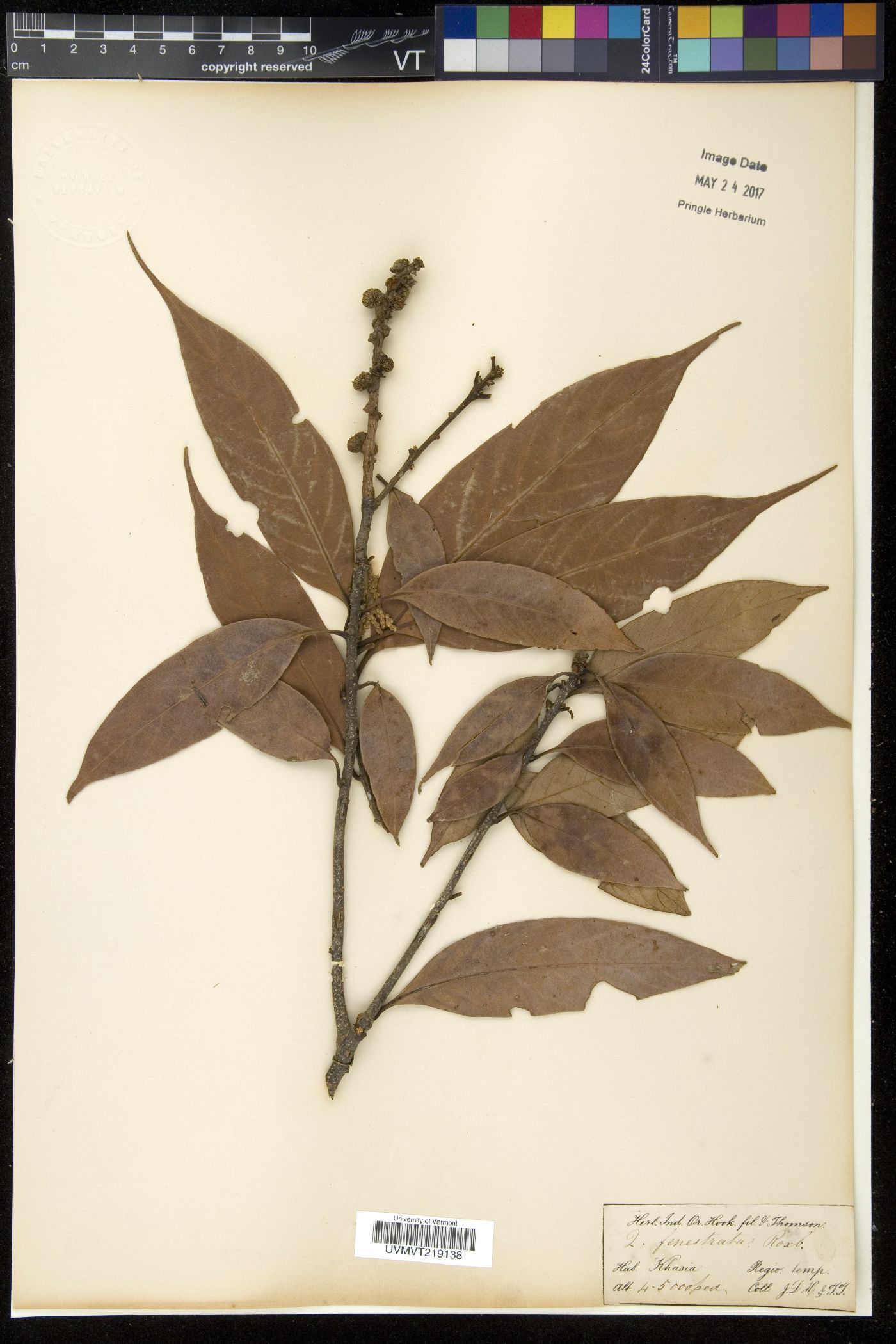 Lithocarpus fenestratus image