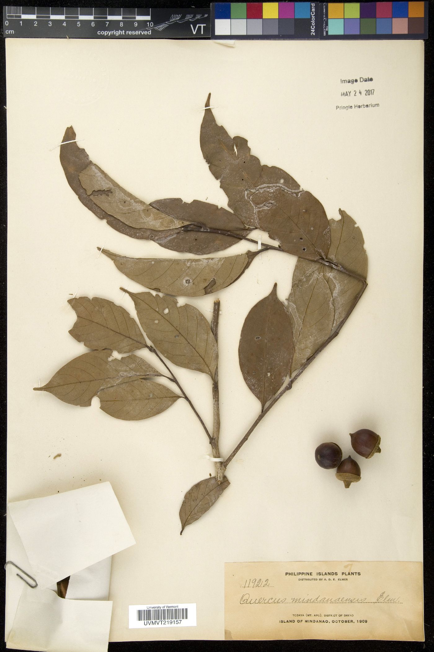 Lithocarpus mindanaensis image