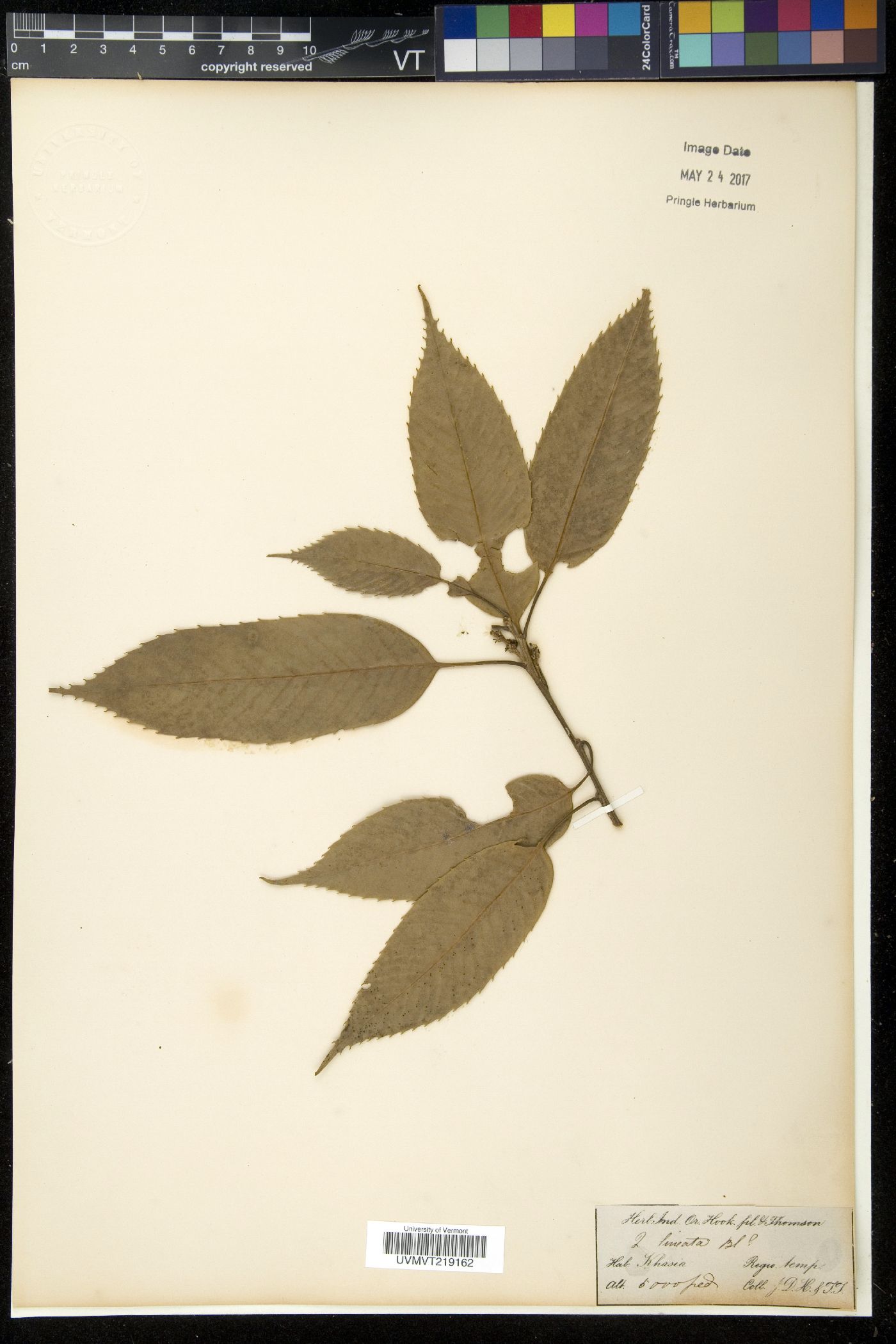 Quercus lineata image