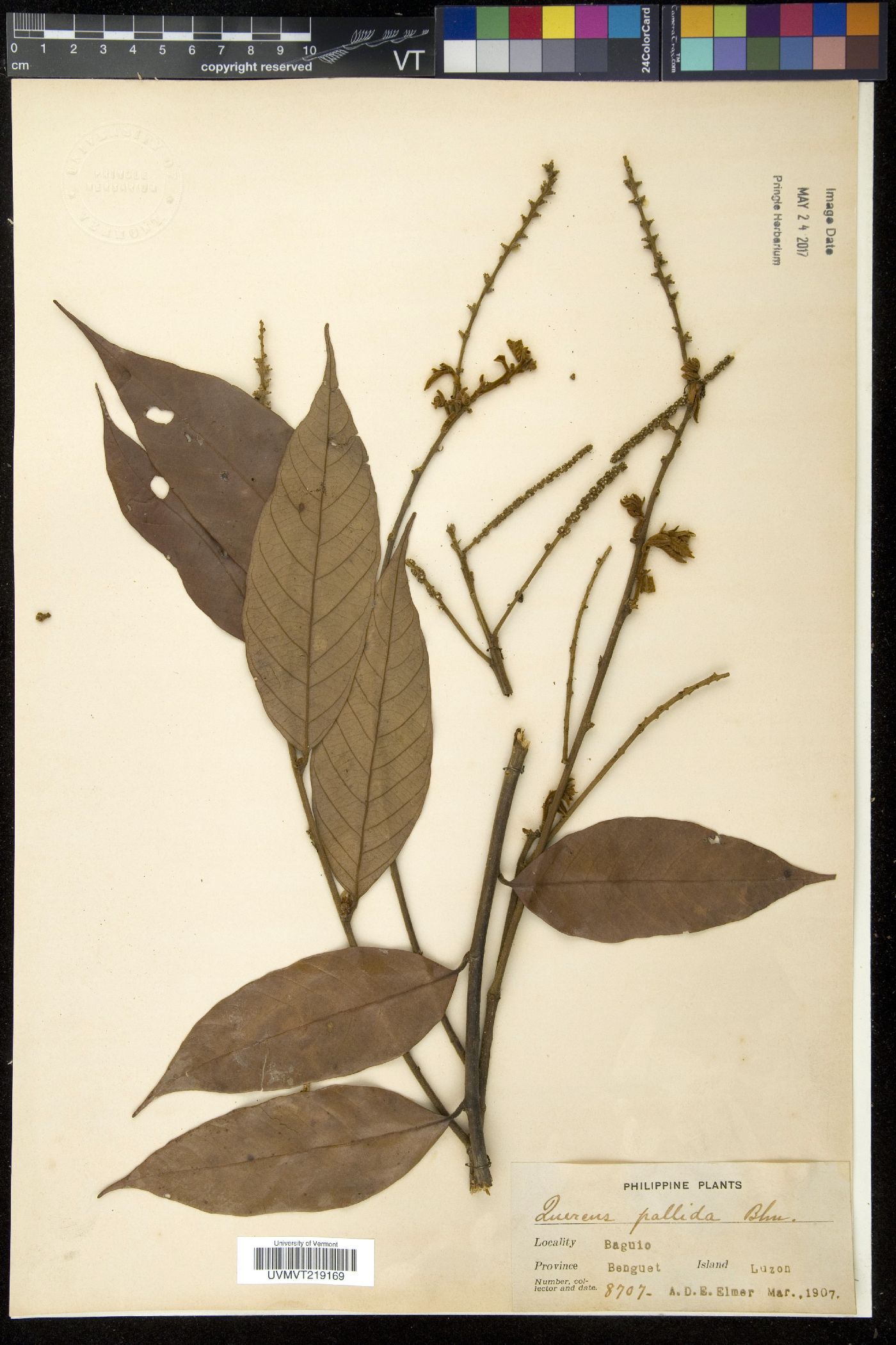 Lithocarpus pallidus image