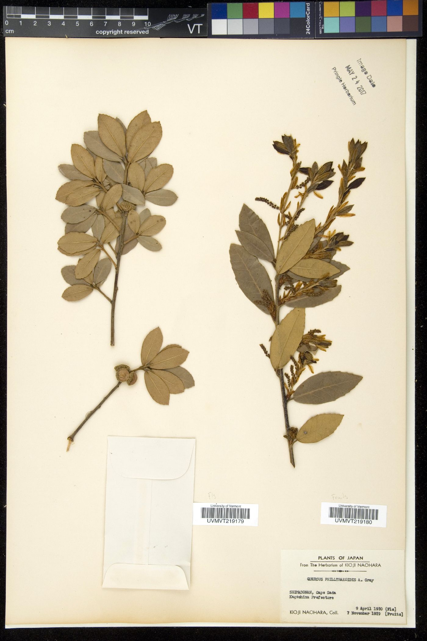 Quercus phillyraeoides image