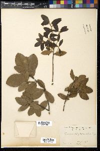 Quercus phillyraeoides image