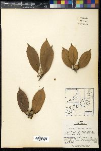 Quercus sessilifolia image
