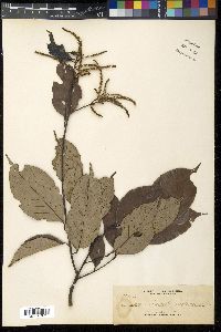 Lithocarpus pseudomoluccus image