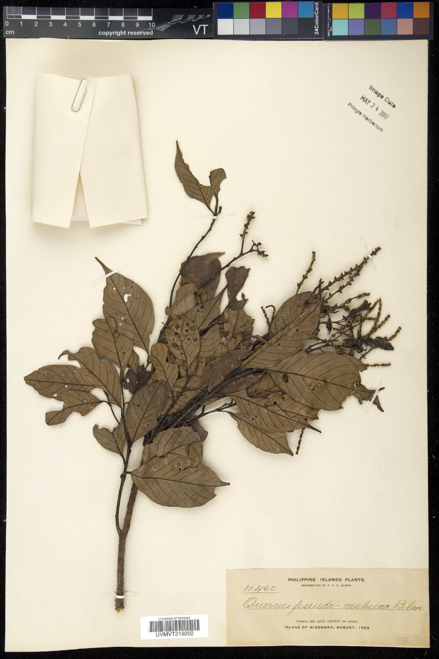 Lithocarpus pseudomoluccus image