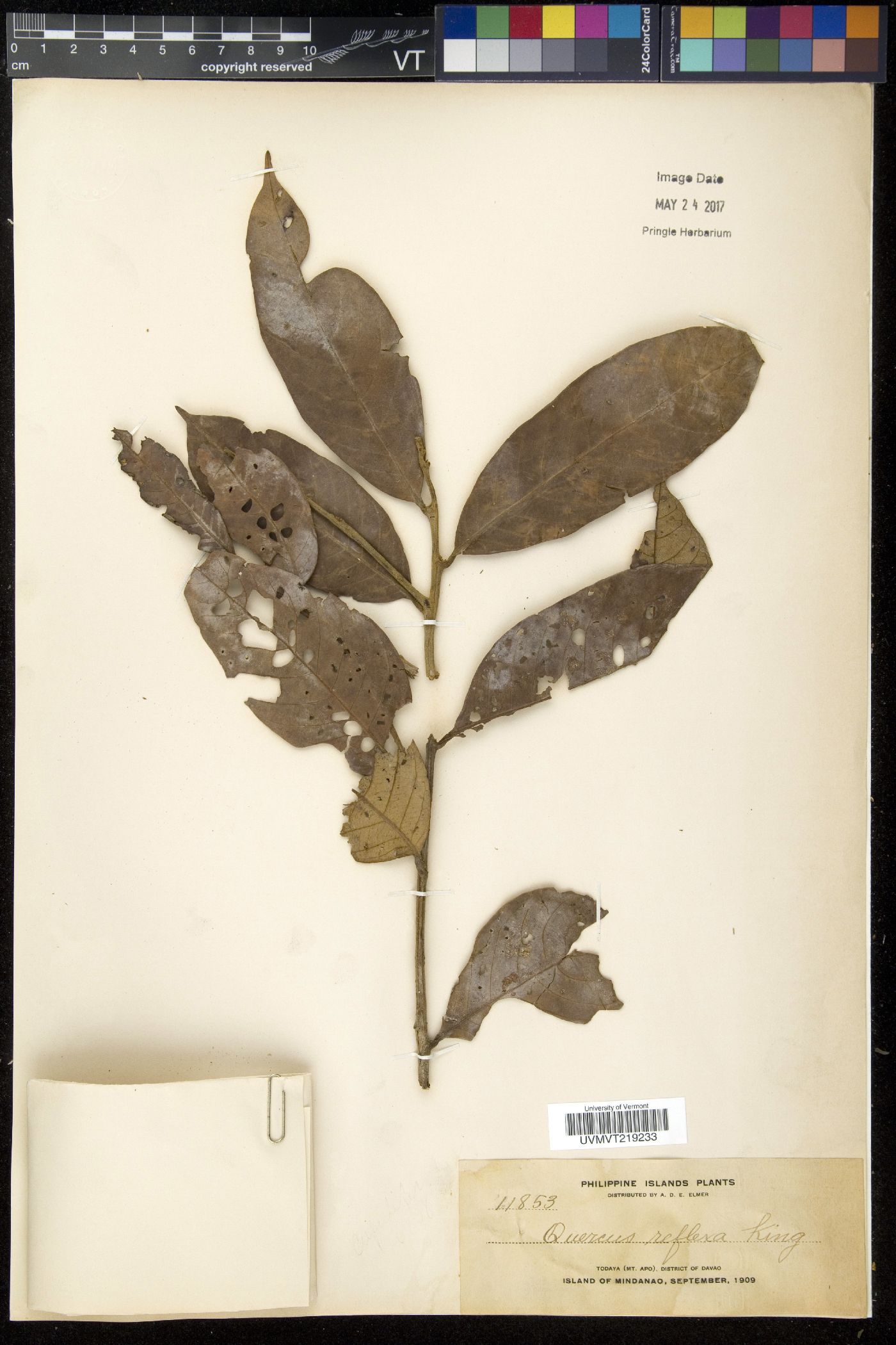 Lithocarpus coopertus image