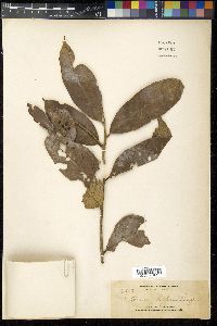 Image of Lithocarpus coopertus