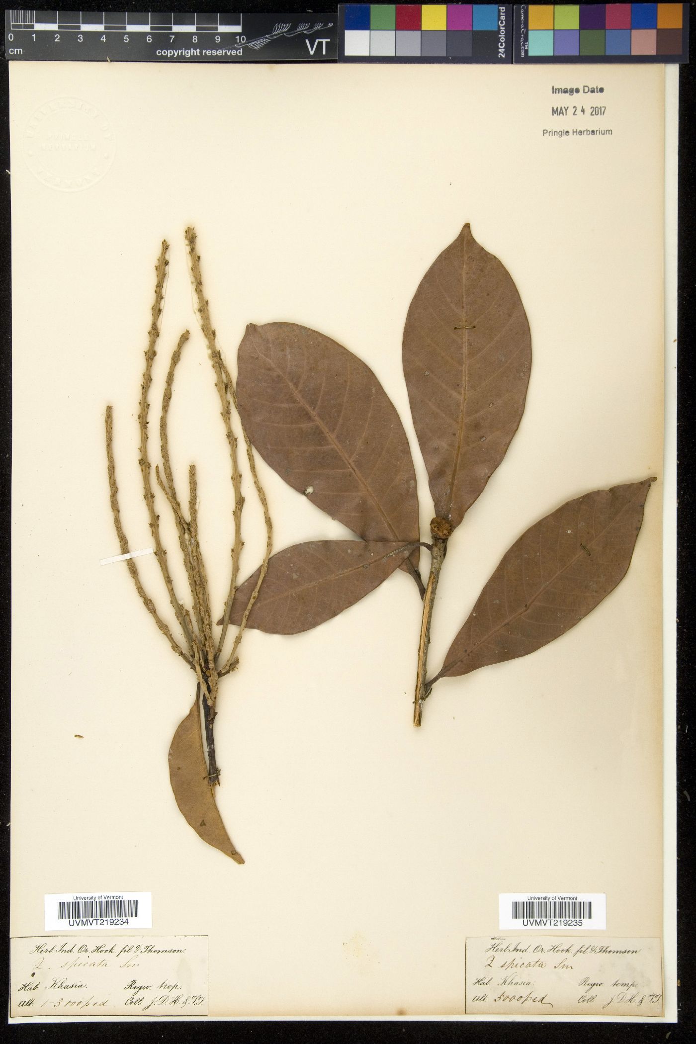 Quercus spicata image