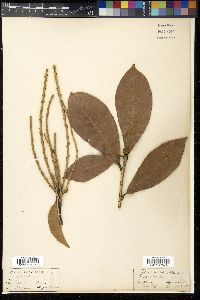 Quercus spicata image
