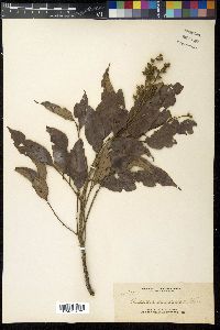 Quercus sundaica image