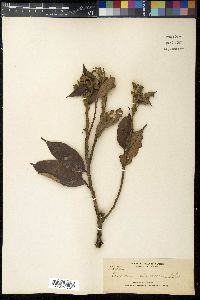 Quercus sundaica image