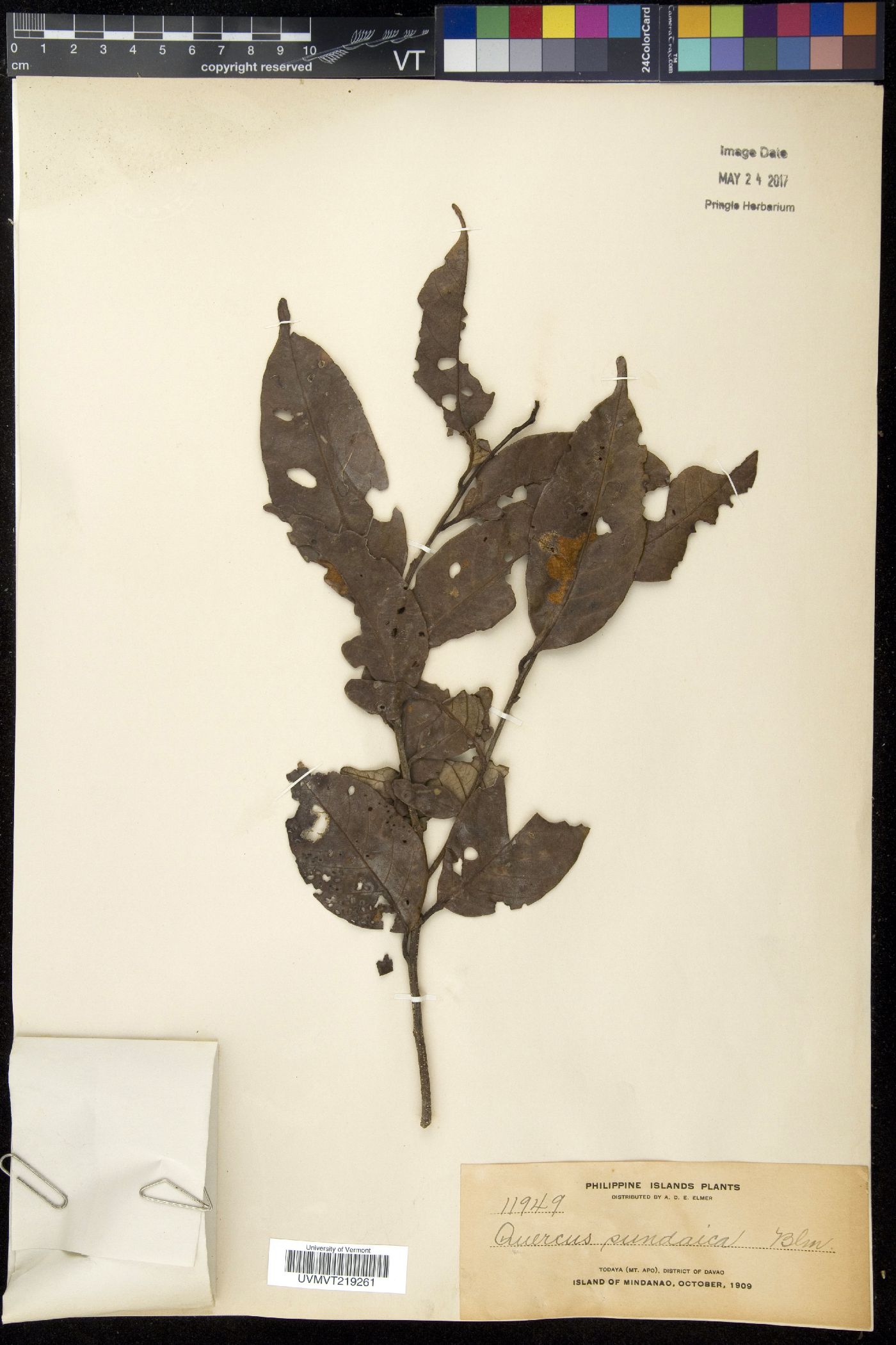 Quercus sundaica image