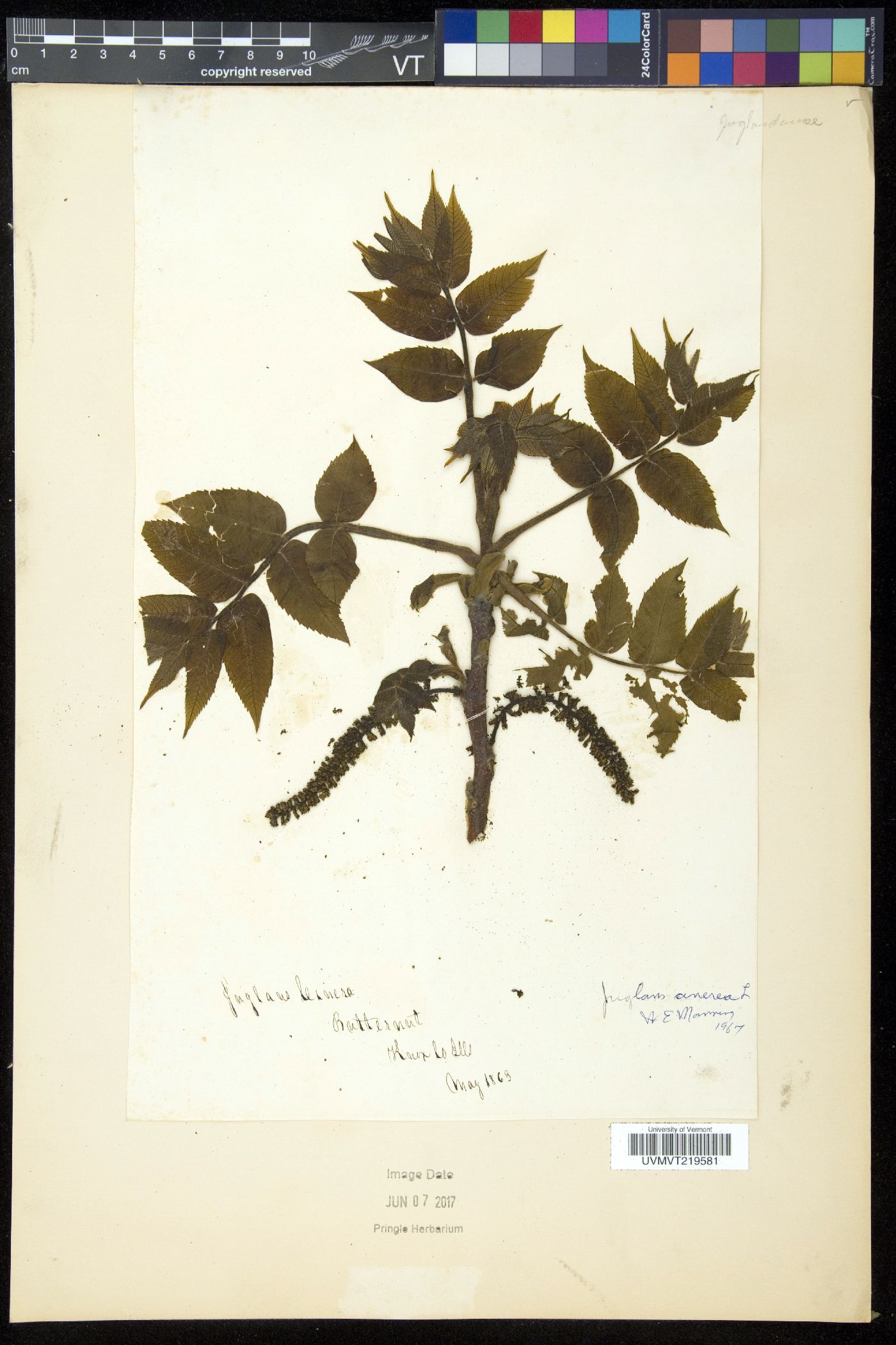 Gale image