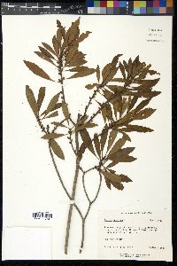 Myrica cerifera image