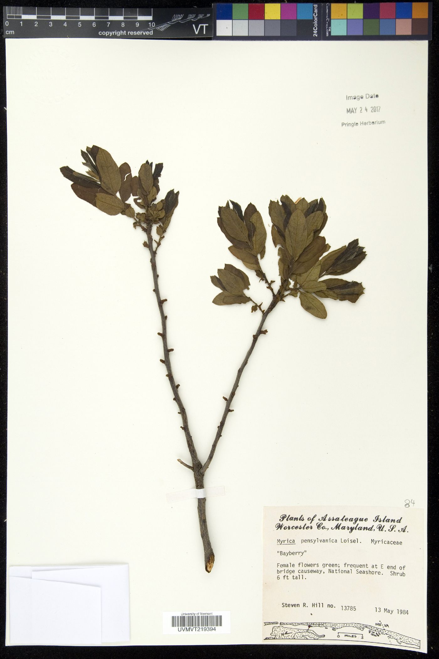 Myrica caroliniensis image