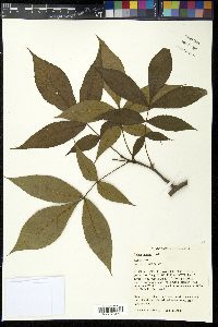 Carya texana image