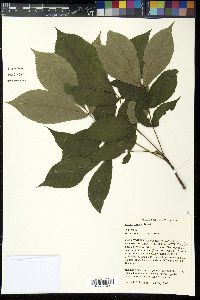 Carya texana image