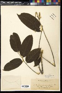Engelhardtia spicata image