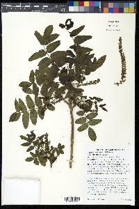 Juglans californica image